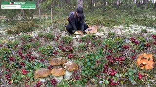 SOBRANG DAMI! PICK, COOK, EAT! KABUTE CHICHARON! SPICY LINGONBERRY SALAD! MUSHROOM FORAGING! Mukbang