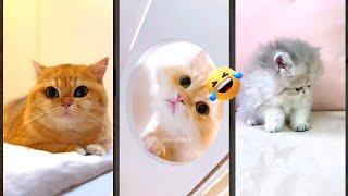 Funny Cats 2024  Kitten meowing  #worldofanimals Ep 4695