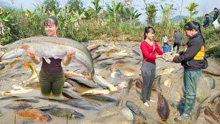 REWIND TIMELAPSE --277 Days Harvest Lots Of Big Fish Goes To Sell /Phương's Story