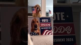 My dog ran for president!