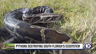 Study finds that Burmese pythons in South Florida can open jaws wider than previously thought