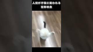 人間が子猫に襲われる衝撃映像