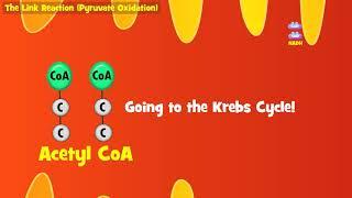 The Link Reaction Explained (Aerobic Respiration)