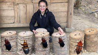 How to make pupusas from coconut tree trunks, cooking with coconut tops and bones