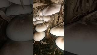 Grow mushroom at home/ black and white mushroom/ saprophytes #mushroom  #saprophyte #wild