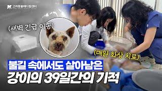 화재 현장에서 구조된  강이의 39일간의 화상 치료 #산불구조 #강아지 #대형견 #동물병원