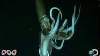 Giant Squid filmed for the first time (TED talk by Edith Widder)