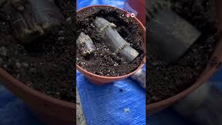 تجربة زراعة قصب السكر  #زراعة_منزلية #اكسبلور #زراعه #garden #نباتات #اشجار #مزرعة #زراعة #مزرعه