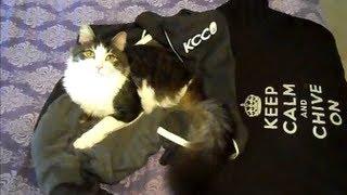 Two Legged Cat Anakin Knows How To KCCO! Chive On!