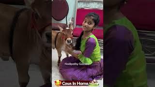 Nadipathy Nano cattle 1 To 2 feet height #youtube #viral #reels #miniature #trend #youtube #pmo #yt