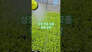 성장 완료 모종 특별 분양 | 대량주문•계약재배 문의 가능