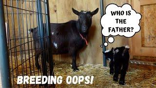 MURDER GOAT GIVES BIRTH! WHO IS THE FATHER?!? ACCIDENTAL LINE BREEDING? ARE THEY RELATED... OH NO!