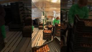 Посадка луковиц тюльпанов в 2-ух этажной теплице