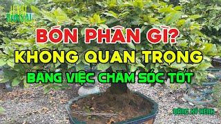 Bón Phân gì KHÔNG QUAN TRỌNG bằng 03 yếu tố này quyết định Bông Mai Tết nở có đẹp hay không.