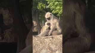 Mount Abu monkeys #viral