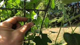 DEER RESISTANT CUCUMBER plant?  Also an overall update of our struggling garden!!