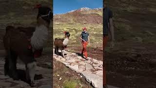 Rainbow Mountain Palccoyo in Peru! #shorts #peru #rainbowmountain #travel #hiking