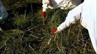 operation migration whooping cranes.mov