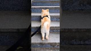 견생 2년차 이렇게 높은 계단은 처음 올라봤다. 할 수 있지만 쓸개골을 위해 참았었다. 멍집사에게 나의 능력 뽐내던 날