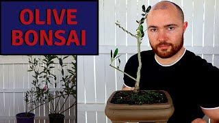 Making an Olive Bonsai from Nursery Stock & Pruning an Azalea Pre-Bonsai