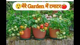 ऐसे उगाएं बीजों से टमाटरGrowing & CareTips Tomato Plant #trending #gardening #video #youtube #yt