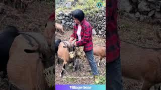 Goats Get Muzzled!No More Illegal Snacking on the Way Home! #goatlife #funnyfarm #farmhacks #smart