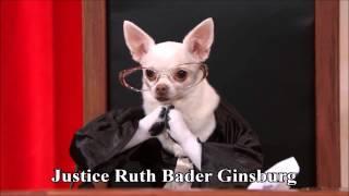 Citizens United v. FEC remix (Last Week Tonight #RealAnimalsFakePaws #PuppyJustice)