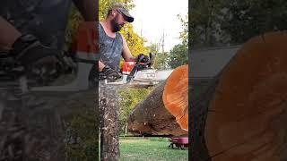 Stihl MS362cm ripping chips! Amazing chainsaw