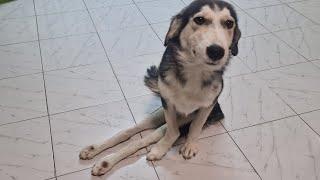 Paralyzed stray dog,  broken spine  and one front leg broken, was trying to survive alone .