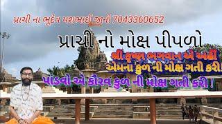 PRACHI PIPLA || Prachi No Moksha Piplo ||Yash Bhai Jani 7043360652