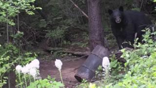 Boar Buster 308 vs Idaho Black Bear