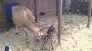 New born calf