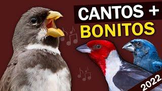 The BRAZILIAN BIRDS Most Beautiful Songs - Top 10 Best Singing Birds In The Brazil