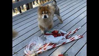 Chow Chow Cottage Holiday Chores~ Dec 27, 2020