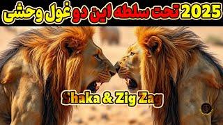 شاکا و زیگزاگ وحشی‌ترین و بی‌رحم‌ترین شیرهای سال ۲۰۲۵