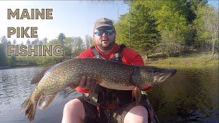 Maine Pike Fishing 2023. Kayak Fishing in my Old Town Predator PDL.