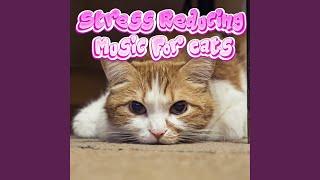 Anxiety Reduce For Kittens