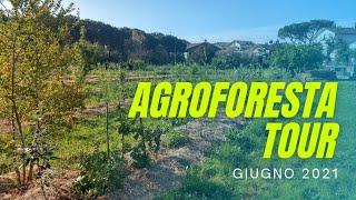 (Agricoltura Sintropica) - Agroforesta a Giugno