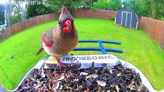 Birds at my Bird Feeder - Backyard Animals for Kids