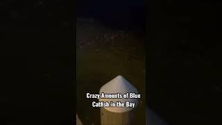 CRAZY Blue Catfish Invasion in the Chesapeake Bay #shorts