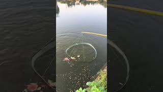 Fishing net | catch fish. | Outdoor fishing #fishing #shortsviral