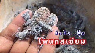 ฟรี! ปุ๋ยโพแทสเซียม เร่งออกดอกสร้างแป้งสร้างน้ำตาล ทำง่าย | เกษตรกรชาวบ้าน