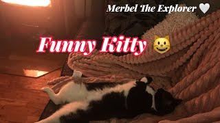 Funny Kitty|| Merbel The Explorer