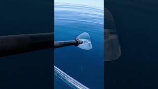 Bull Shark Stalked Me While On Transparent Kayak..