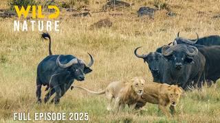 WILD KRUGER | Survival in The Wild Heart of South Africa | Animal documentary