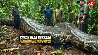 Heboh!! Warga Tak Sengaja Bertemu Ular Piton Raksasa Dipedalaman Hutan Papua, ULAR INI SAHABAT WARGA