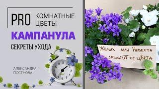 Жених и невеста | Как правильно ухаживать за кампанулой | Домашний колокольчик или садовое растение?