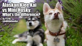 Alaskan Klee Kai vs Mini Husky: What's The Difference? How Are They Similar?