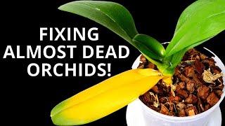 10 ways to (almost) destroy Orchids & how to fix them!