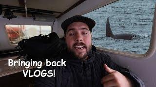 Animals are acting weird wonder why?! Oh there's Orcas!